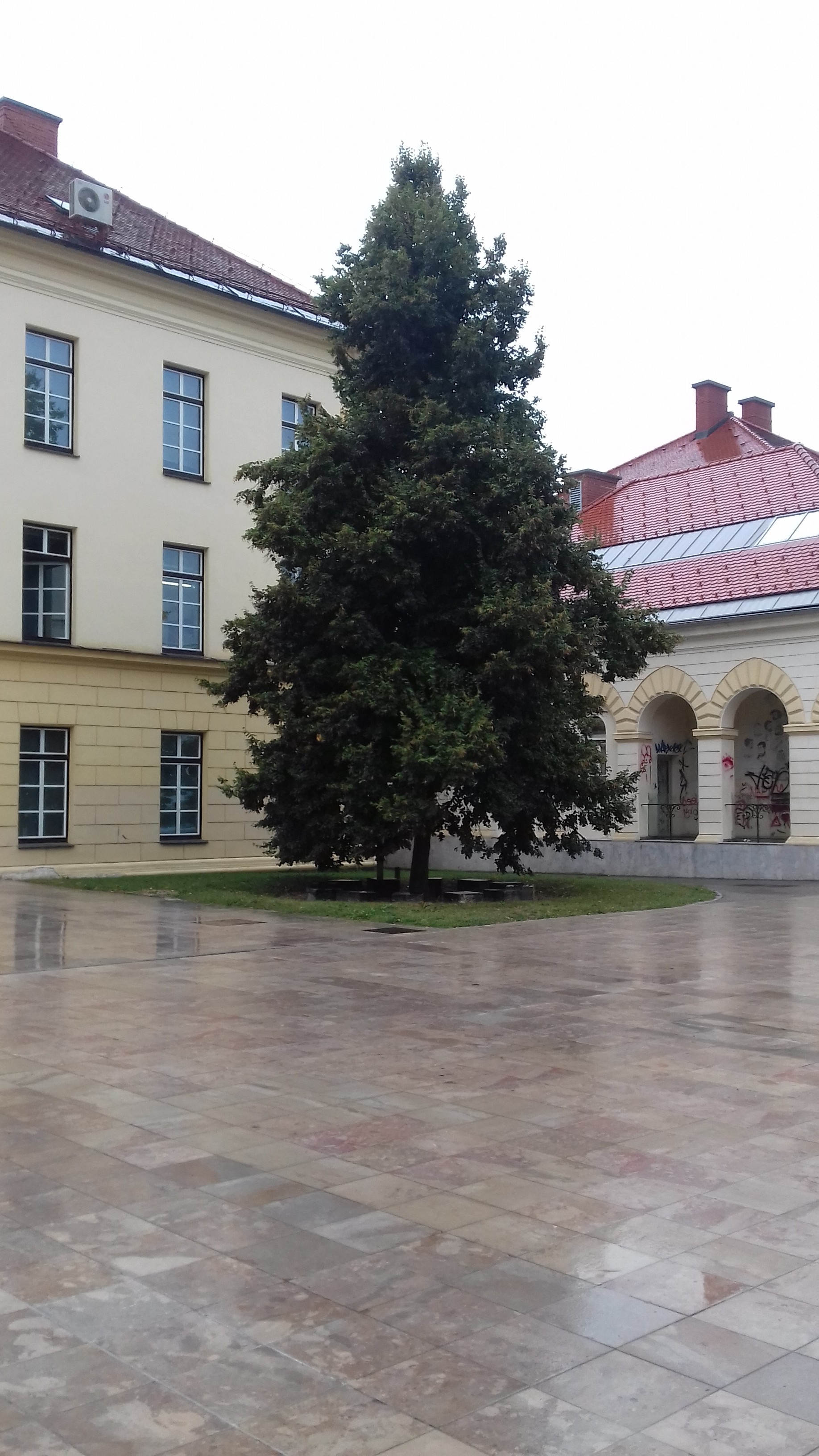 Ceremonial linden-tree in the courtyard of the Peace Institute, Metelkova 6, Ljubljana.